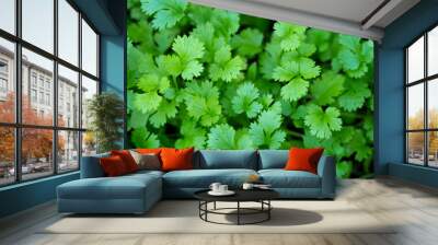 Top view of Fresh growing green Coriander (Cilantro) leaves in Vegetable plot background. Wall mural