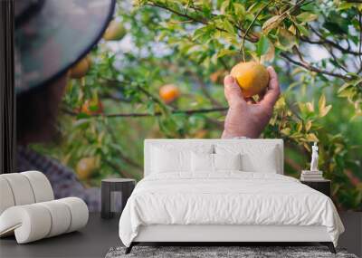 Closeup of middle age lady farmer harvesting oranges in farm. Wall mural