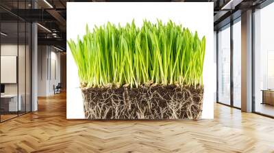 green young wheat sprout Wall mural