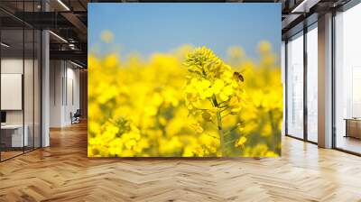 Swiss agriculture  Field of rapeseed  plant for green energy Wall mural