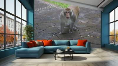 Brown monkey walks the park, Close-up monkey select focus, Asian monkeys Wall mural