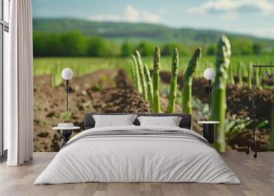 Green asparagus plants growing on a field on a sunny day, blue sky.Asparagus harvest. Wall mural