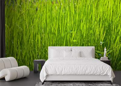 spring grass texture in the sunlight 2 Wall mural