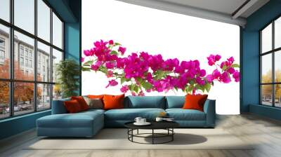 bougainvilleas isolated on white background. Wall mural