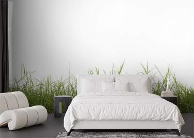 Grass isolated on white background. Clipping path. Wall mural