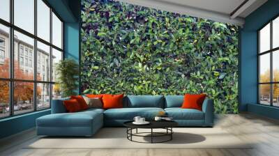 Spring hedge or green leaves wall  background. Wall mural