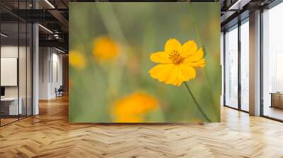 Yellow cosmos or  sulfur cosmos with blurred background. Wall mural