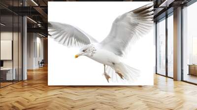 seagull on a transparent background Wall mural