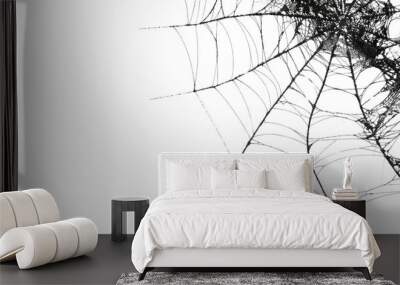 Spider web on transparent background Wall mural