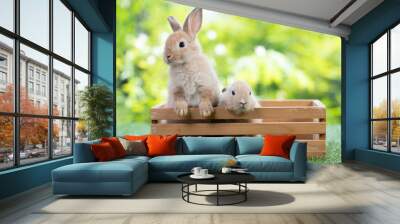 A adorable brown bunny sitting in the wooden box , waiting for feeding food in the garden. Cute animal and pet. Easter concept Wall mural