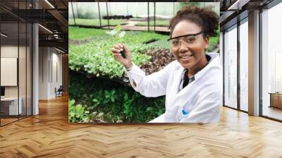 Africa American biotechnologist holding young butterhead for research with other species vegetables in organic farm. Good quality products. Remember growing plant. Earths day concept Wall mural