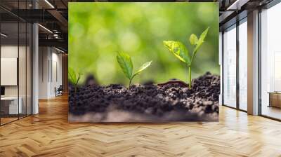 Agriculture and plant growing sequence with millipede in the morning sunlight and green blur bokeh background. Ecology and ecological balance concept. Wall mural