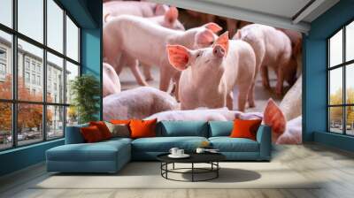 Small piglet in the farm. Group of Pig indoor on a farm yard in Thailand. swine in the stall. Wall mural