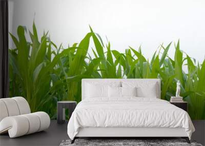 corn fields on white background Wall mural