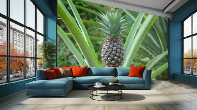 Fresh tropical pineapple . Wall mural