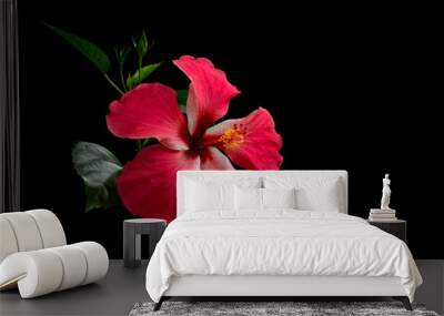 Hibiscus red flower on black background Wall mural