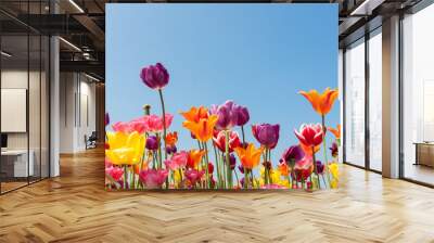 Amazing multicolored tulips against a blue sky Wall mural