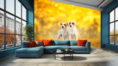 parson russell terrier dogs in autumn gold nature Wall mural