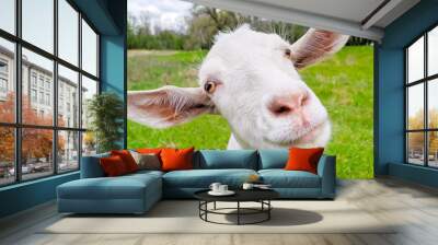 Funny portrait of White goat in a green meadow Wall mural