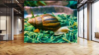 Snail on green grass macro nature world Wall mural