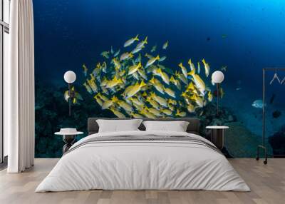 A mixed school of yellowfin goatfishes (Mulloidichthys vanicolensis) and Blue-striped Snapper (Lutjanus kasmira) in clear waters of Andaman Sea, Thailand  Wall mural