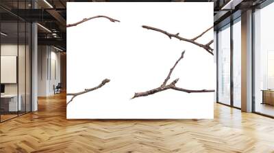 dry twig on a transparent isolated background. png Wall mural