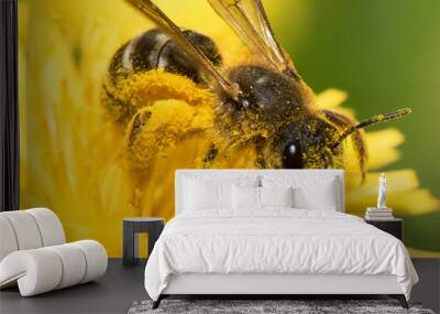 close up of bee on yellow flower Wall mural