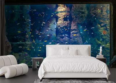 exotic fish in an aquarium Wall mural