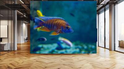 exotic fish in an aquarium Wall mural