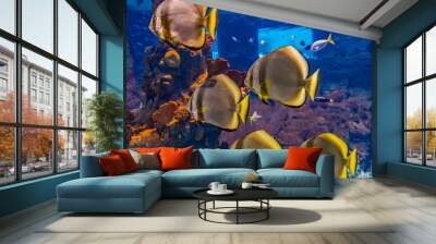 exotic fish in an aquarium Wall mural