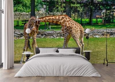 fighting giraffes Wall mural