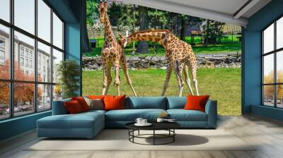 fighting giraffes Wall mural