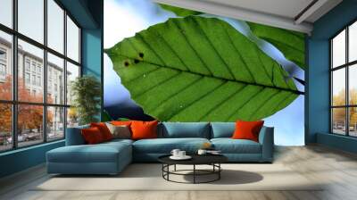 green leaf  Wall mural