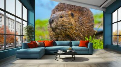 wild beaver Wall mural