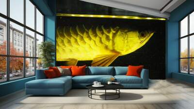 Golden arowana Wall mural