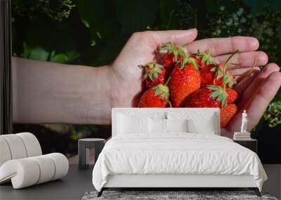 Ripe, juicy strawberry in hand close - up, strawberry harvest Wall mural