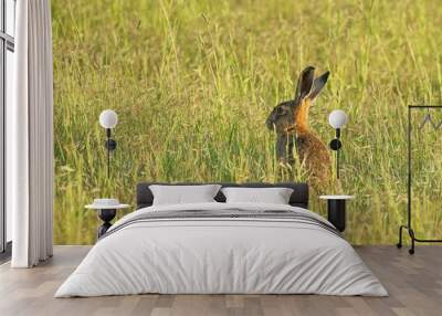 Adorable European hare in tall green grass of the field Wall mural