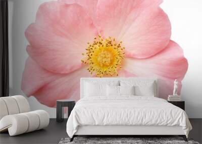 Wild rose pink flower isolated on white Wall mural