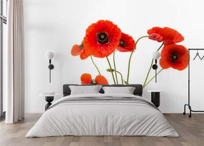 a bouquet of red poppies isolated Wall mural