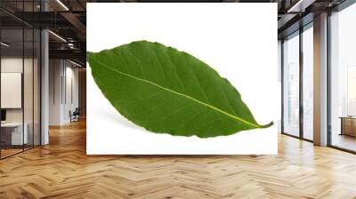 bay leaf isolated Wall mural