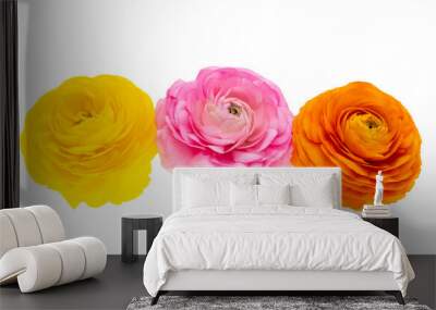 beautiful buttercup flower isolated Wall mural