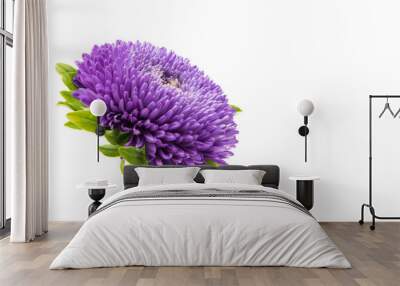 Beautiful flower aster isolated Wall mural