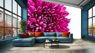 beautiful magenta chrysanthemum Wall mural