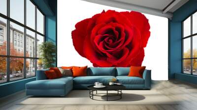 beautiful red roses isolated Wall mural