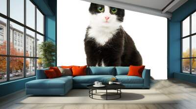 Black & white cat Wall mural