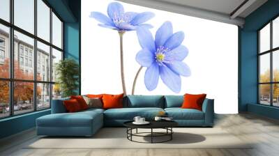 blue flower isolated Wall mural