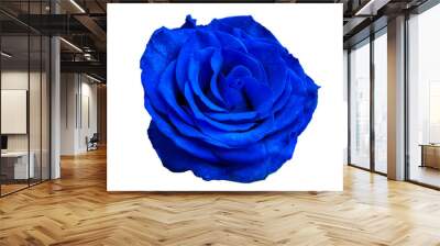 blue rose isolated Wall mural