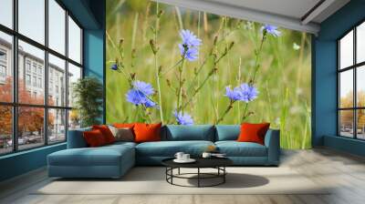 chicory flowers in the meadow in summer Wall mural