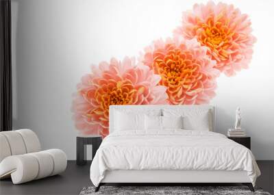 chrysanthemum flower isolated Wall mural