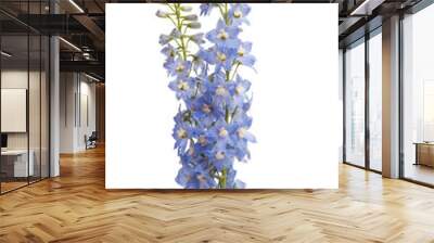 delphinium isolated Wall mural